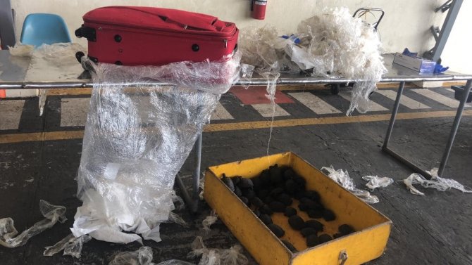 Ekvador’da Valizden Plastiğe Sarılı 185 Bebek Kaplumbağa Çıktı