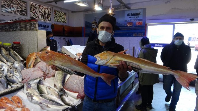 Karadeniz’de Kırlangıç Ve Kalkan Balığı Bereketi