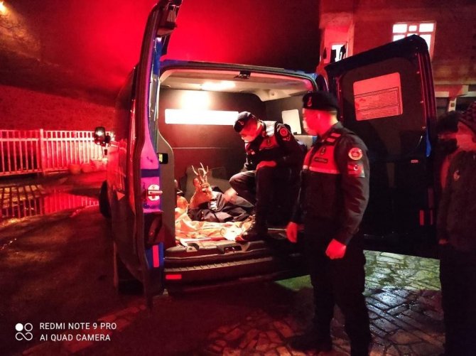 Yaralı Karacayı Jandarma Devriyesi Buldu