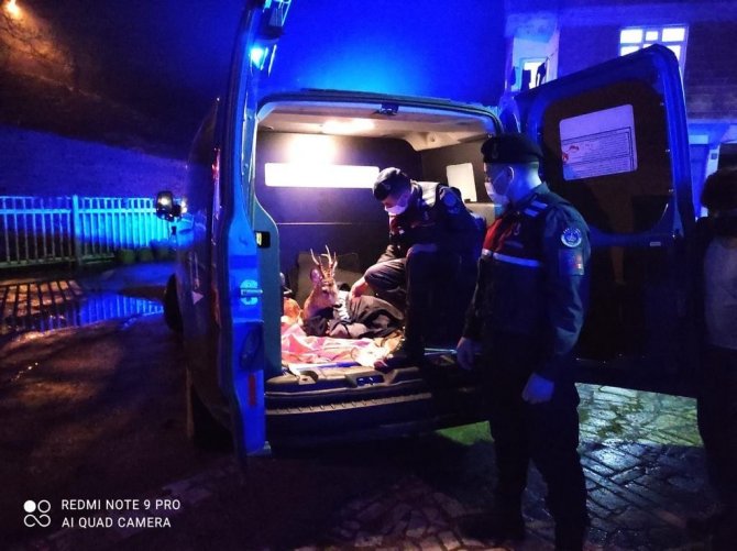 Yaralı Karacayı Jandarma Devriyesi Buldu