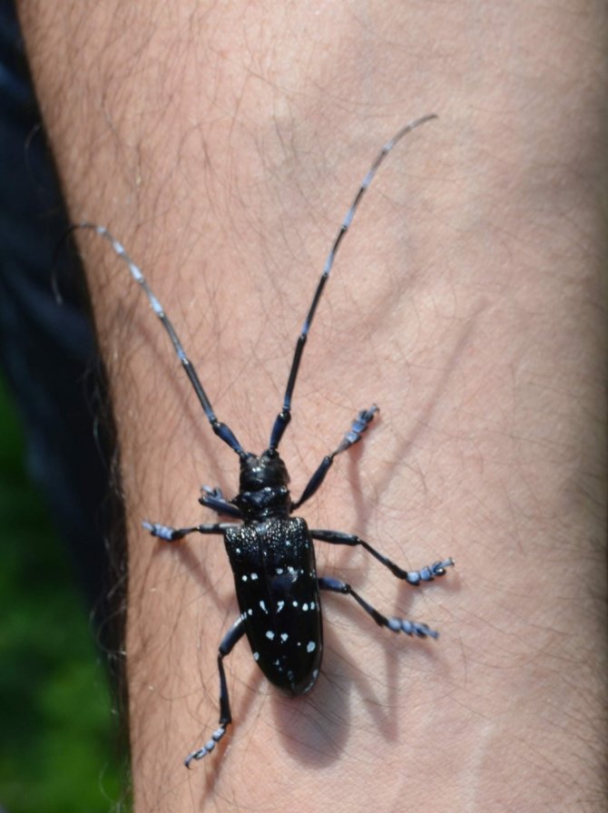Fındık Bahçelerine Zarar Veren Drakula İle Mücadele Sürüyor