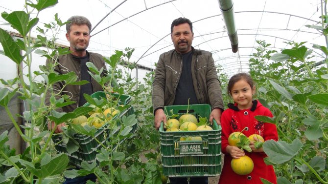 Domatese Alternatif Örtü Altı Kavun