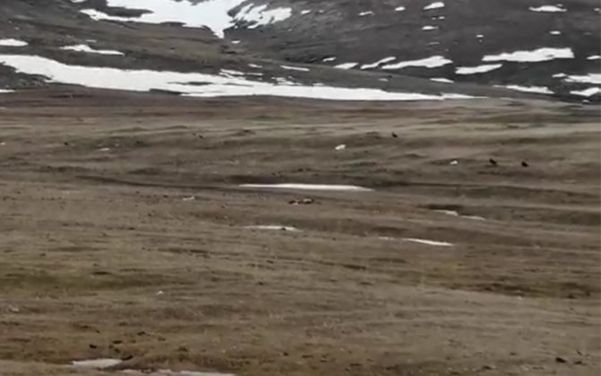 Ardahan’da Kara Akbabalar Görüntülendi