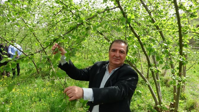 Fındıkta Tehlike: Kozalak Akarı