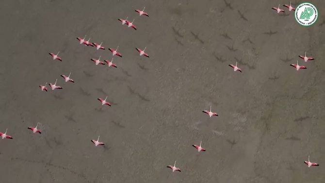 Yarışlı Gölü’nde Flamingolar Drone İle Görüntülendi