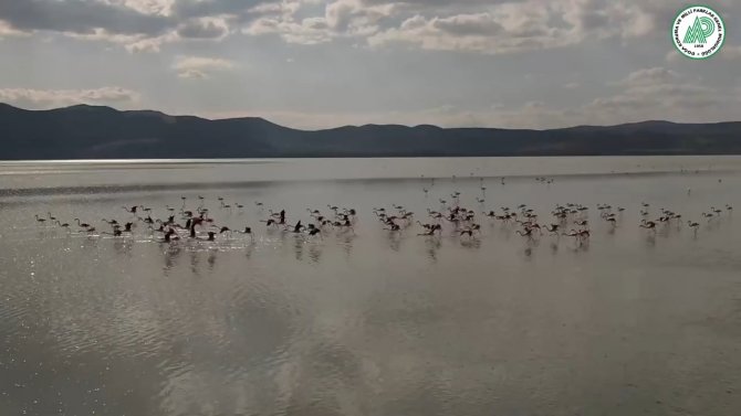 Yarışlı Gölü’nde Flamingolar Drone İle Görüntülendi