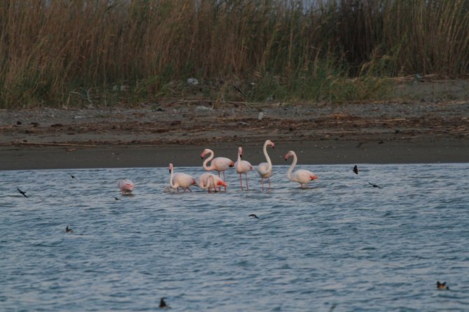 Flamingoların Fırtına Molası