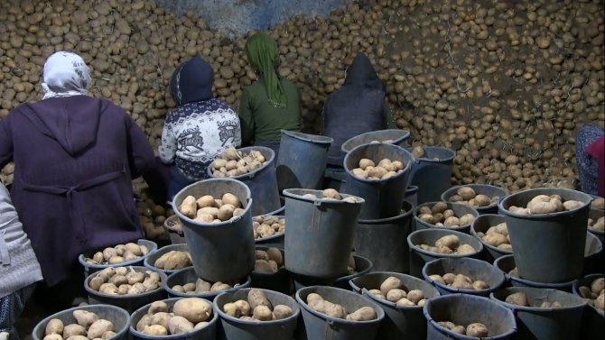 Toprak Mahsulleri Ofisi, Patates Alımını Sürdürüyor, Çiftçiler Durumdan Memnun