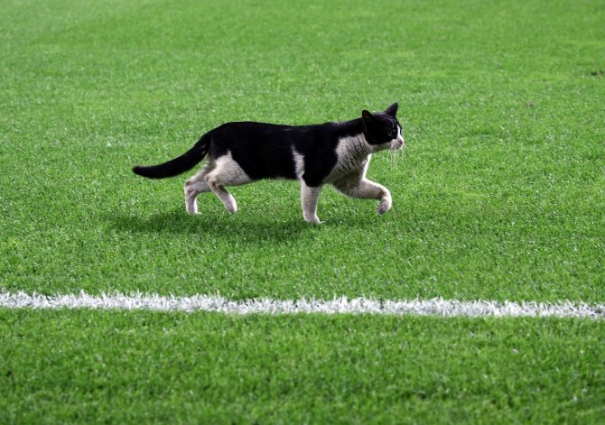 Kadıköy’de Sahaya Kedi Girdi