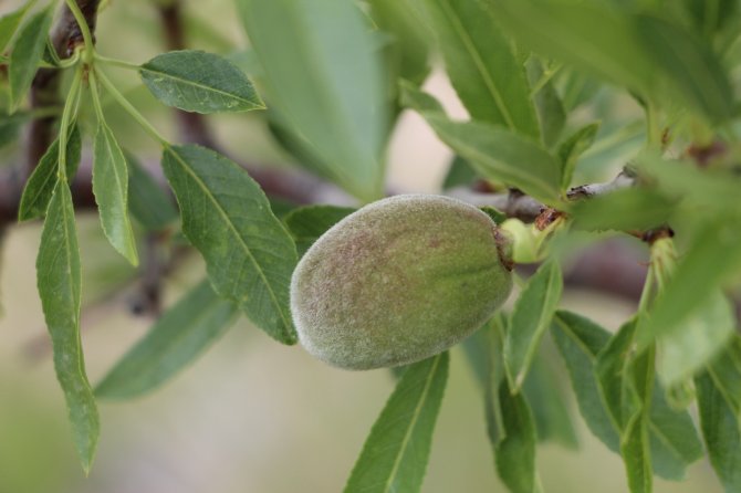Çağla Bademin Fiyatı 5’e Katladı