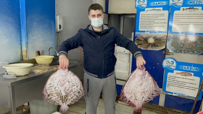 Karadeniz’de Kalkan Balığı Bereketi: Kilosu 200 Tl
