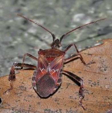 Kuzey Amerika Kökenli İstilacı Böcek, Doğa Anadolu’ya Giriş Yaptı