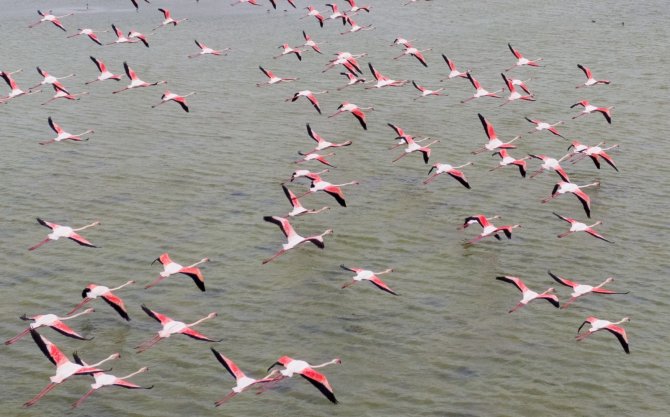Ankara’nın Renkli Misafirleri: Flamingolar