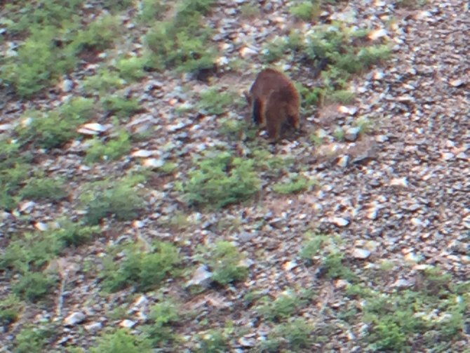 Artvin’deki Turistlik Yayla Evlerinde Hayvanat Bahçesini Aratmayan Görüntüler