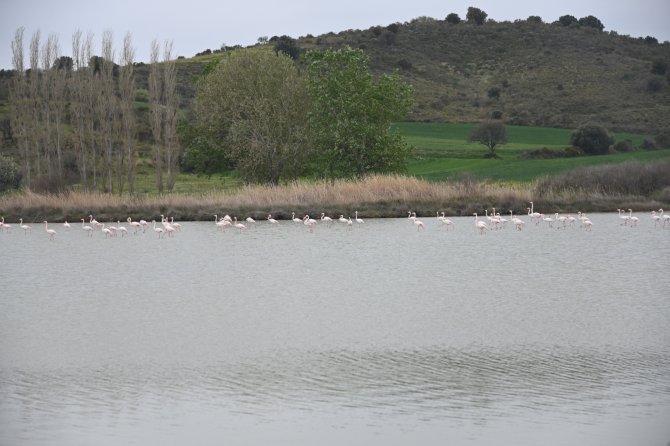 Göç Eden Flamingolar Çanakkale Tarihi Ala’nda Durakladı