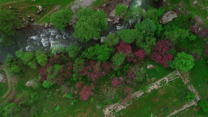 Çiçek Açan Erguvan Ağaçları Görenleri Hayran Bırakıyor