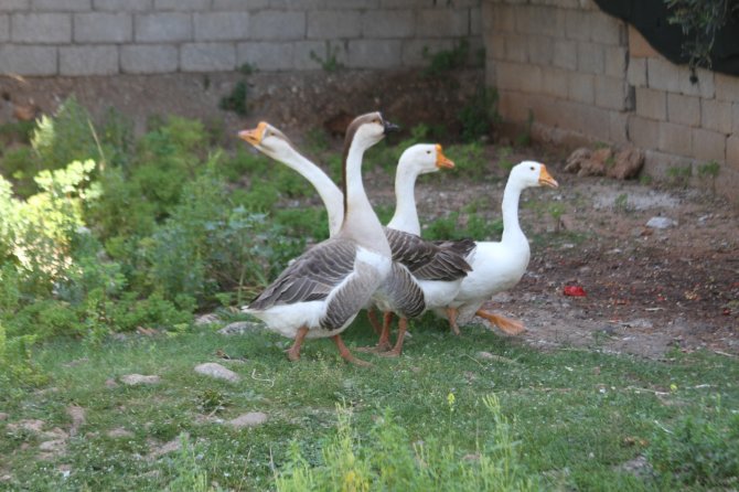 Beslediği Kazların Saldırısına Uğradı!