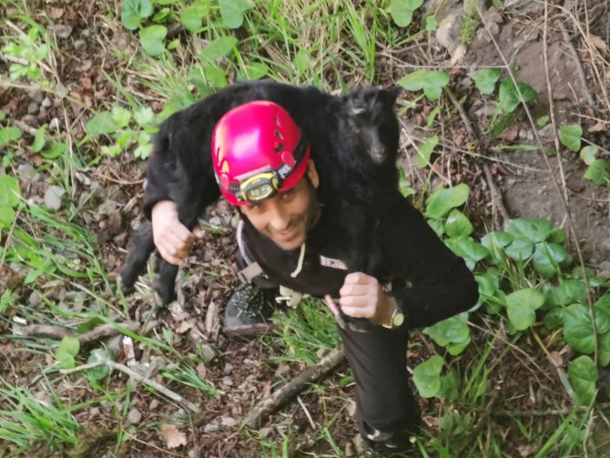 Artvin’de Kayalıklardan Düşen 2 Aylık Keçi Yavrusu 24 Saat Sonra Kurtarıldı