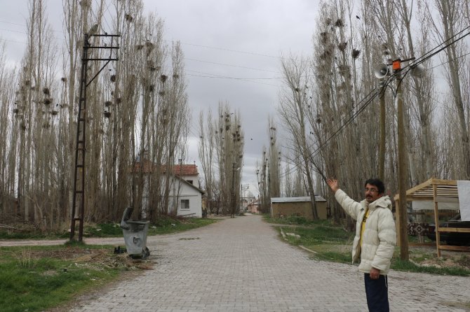 İstilacı Kargalar Mahallenin Kabusu Oldu