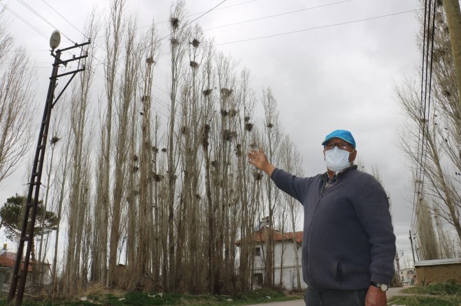İstilacı Kargalar Mahallenin Kabusu Oldu