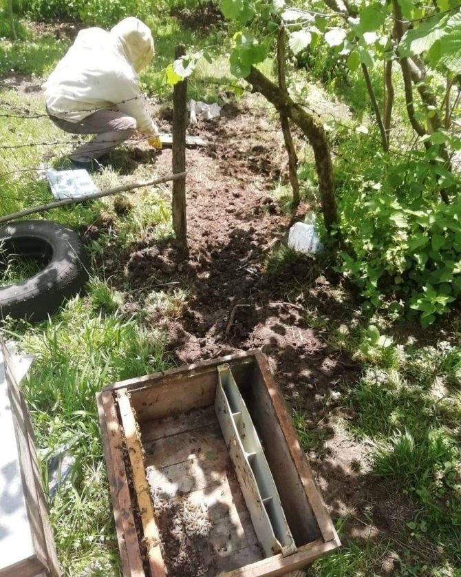 Kış Uykusundan Uyanan Aç Ayıların Doğu Karadeniz’deki Saldırıları Arttı