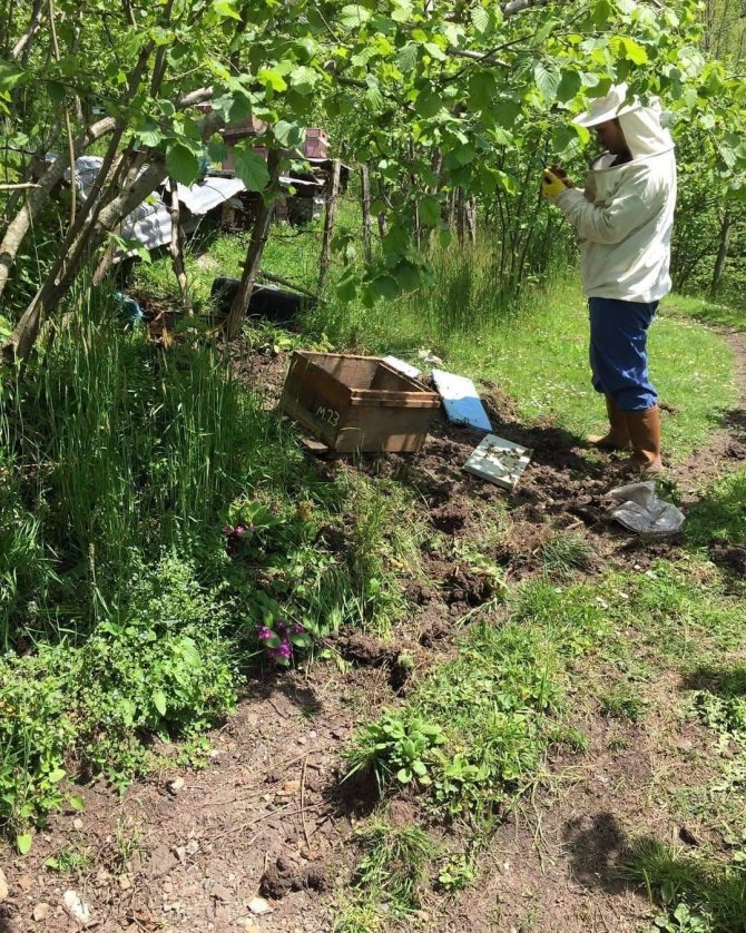 Kış Uykusundan Uyanan Aç Ayıların Doğu Karadeniz’deki Saldırıları Arttı