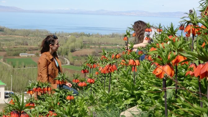 Van Gölü’ne Karşı Açan Ters Laleler Mest Ediyor