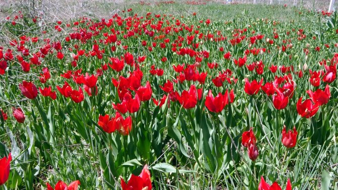 Muş Ovası Lalelerle Kırmızıya Büründü