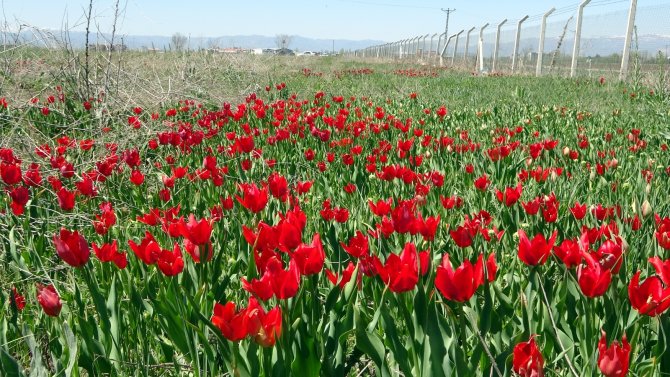 Muş Ovası Lalelerle Kırmızıya Büründü