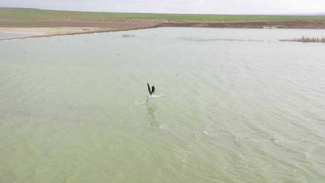 Başkent’in Renkli Misafirleri Flamingolar Mogan Gölü Semalarından Geçti