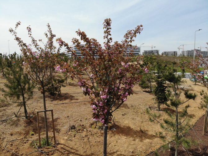 Şehir Hastanesi’nin Sakuraları Çiçek Açtı