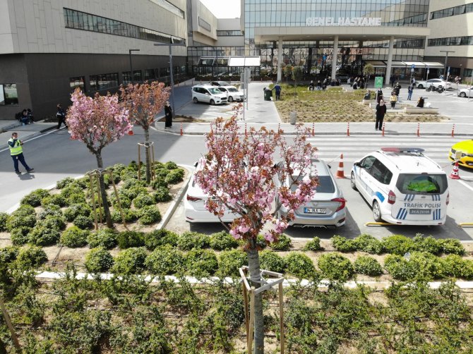 Şehir Hastanesi’nin Sakuraları Çiçek Açtı