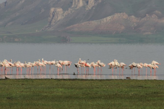 Flamingolar Erçek Gölü’ne Bu Yıl Erken Geldi