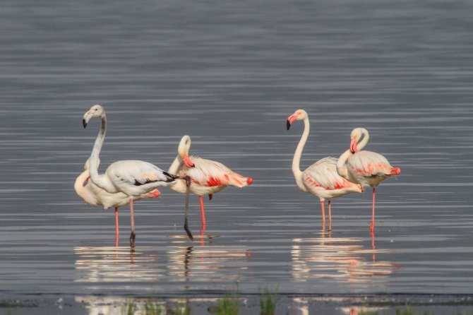 Flamingolar Erçek Gölü’ne Bu Yıl Erken Geldi