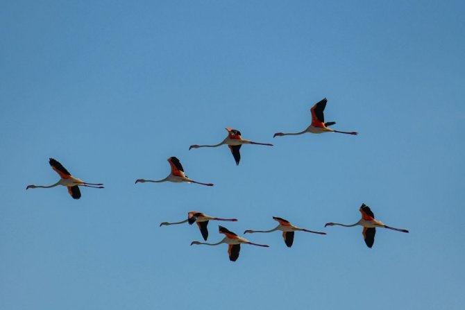 Flamingolar Erçek Gölü’ne Bu Yıl Erken Geldi