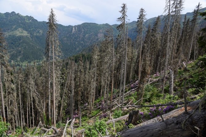 Artvin’de Ladin Ormanları Sekiz Dişli Kabuk Böcek İstilasıyla Karşı Karşıya