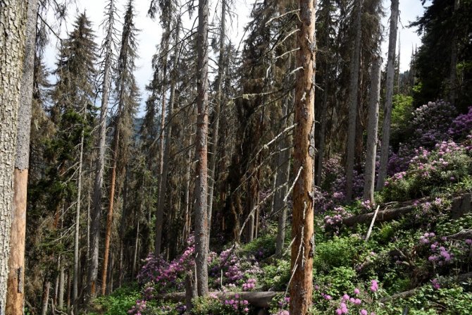 Artvin’de Ladin Ormanları Sekiz Dişli Kabuk Böcek İstilasıyla Karşı Karşıya
