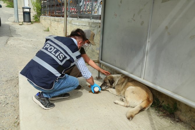 Artvin’de “Tam Kapanma” Sürecinde Sokak Hayvanlarına Polis Ekiplerinden Şefkat Eli
