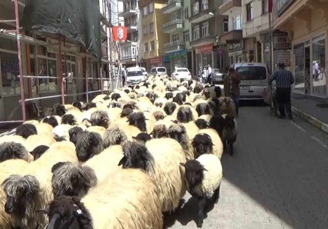Havalar Isındı, Yayla Göçü Başladı