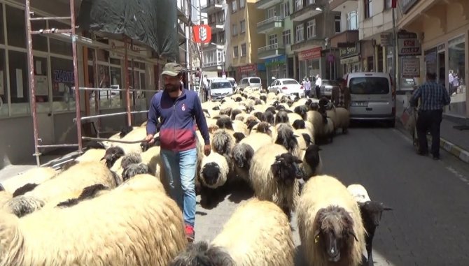 Havalar Isındı, Yayla Göçü Başladı