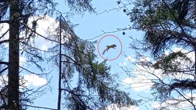 Gümüşhane’de Ağaçtan Ağaca Uçan Sincap Cep Telefonu Kameralarına Takıldı