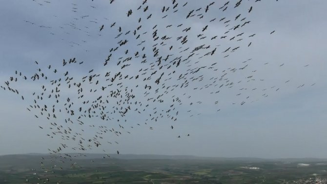Ak Pelikanların Gökyüzündeki Dansı Havadan Görüntülendi
