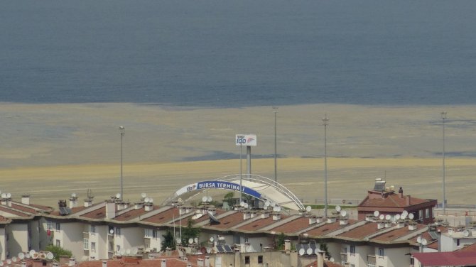 Mudanya Sahilleri De Deniz Salyası İle Kaplandı