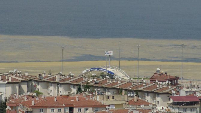 Mudanya Sahilleri De Deniz Salyası İle Kaplandı