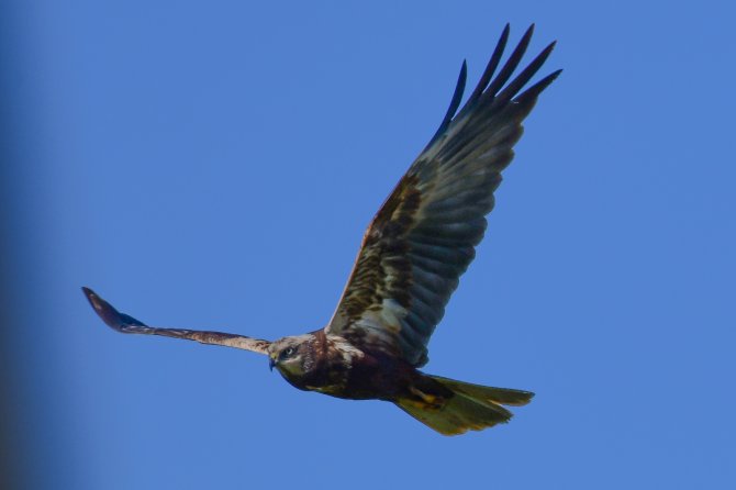 Van Gölü Havzası Göçmen Kuşlarla Renklendi