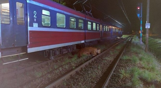 Polonya’da 2 İnek Tren Kazasından Yara Almadan Kurtuldu
