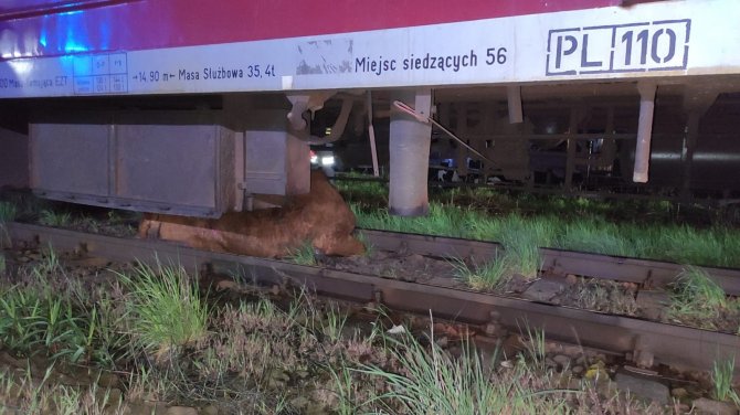 Polonya’da 2 İnek Tren Kazasından Yara Almadan Kurtuldu