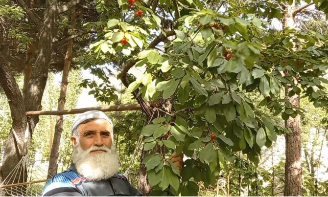 Karadeniz’in İlk Kiraz Hasadı Artvin’de Yapıldı