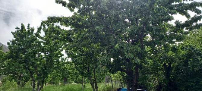 Karadeniz’in İlk Kiraz Hasadı Artvin’de Yapıldı