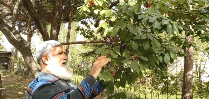 Karadeniz’in İlk Kiraz Hasadı Artvin’de Yapıldı